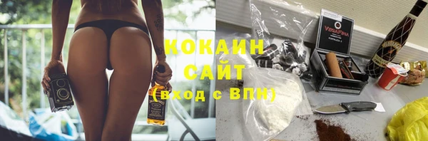сатива Новокубанск